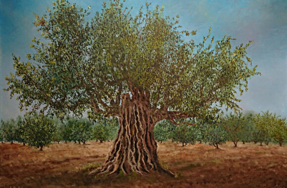 Old olive tree